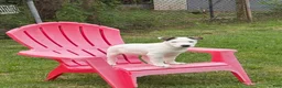 Mixed Breed dogs for sale: Pitsky - Ad 1