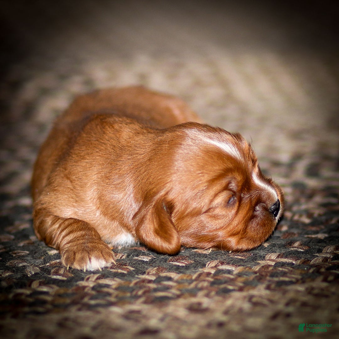 Cavalier King Charles Spaniel dogs for sale: Riley - Ad 7