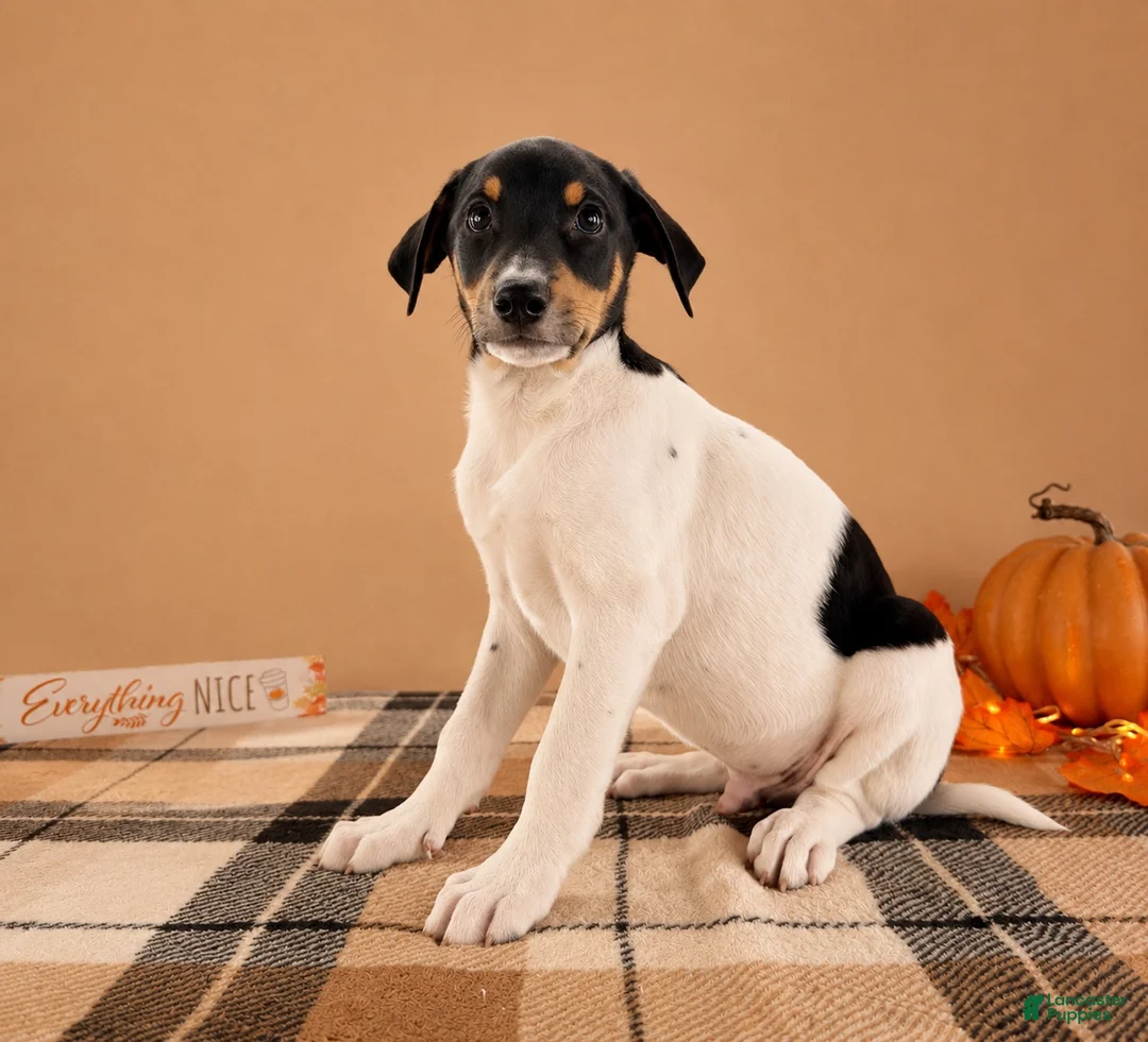 Mixed Breed dogs for sale: Copper - Ad 2