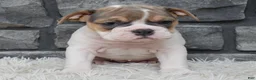 Beabull dogs for sale: Molly - Ad 2
