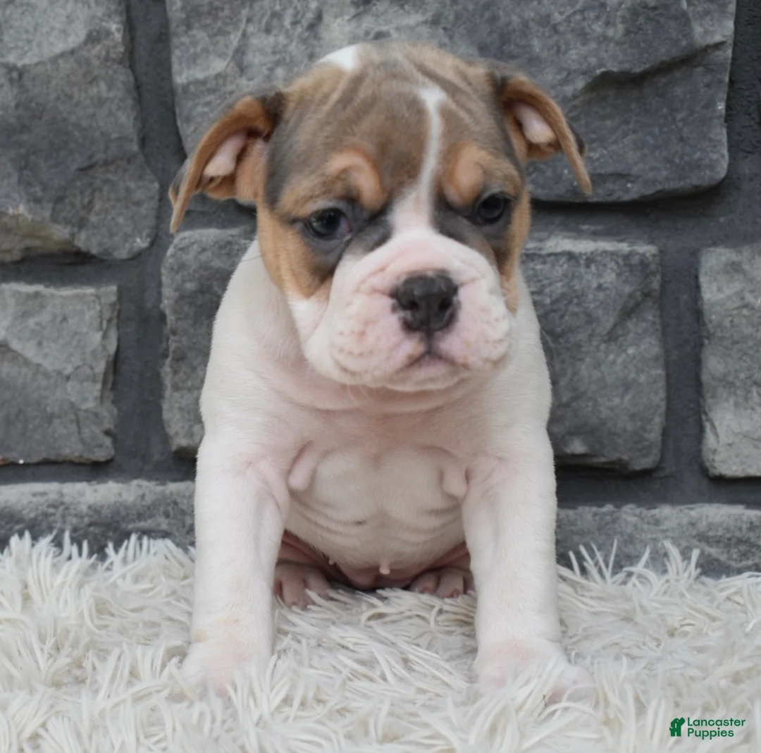 Beabull dogs for sale: Molly - Ad 2