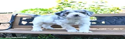 Mini Bernedoodle dogs for sale: Lightning - Ad 5