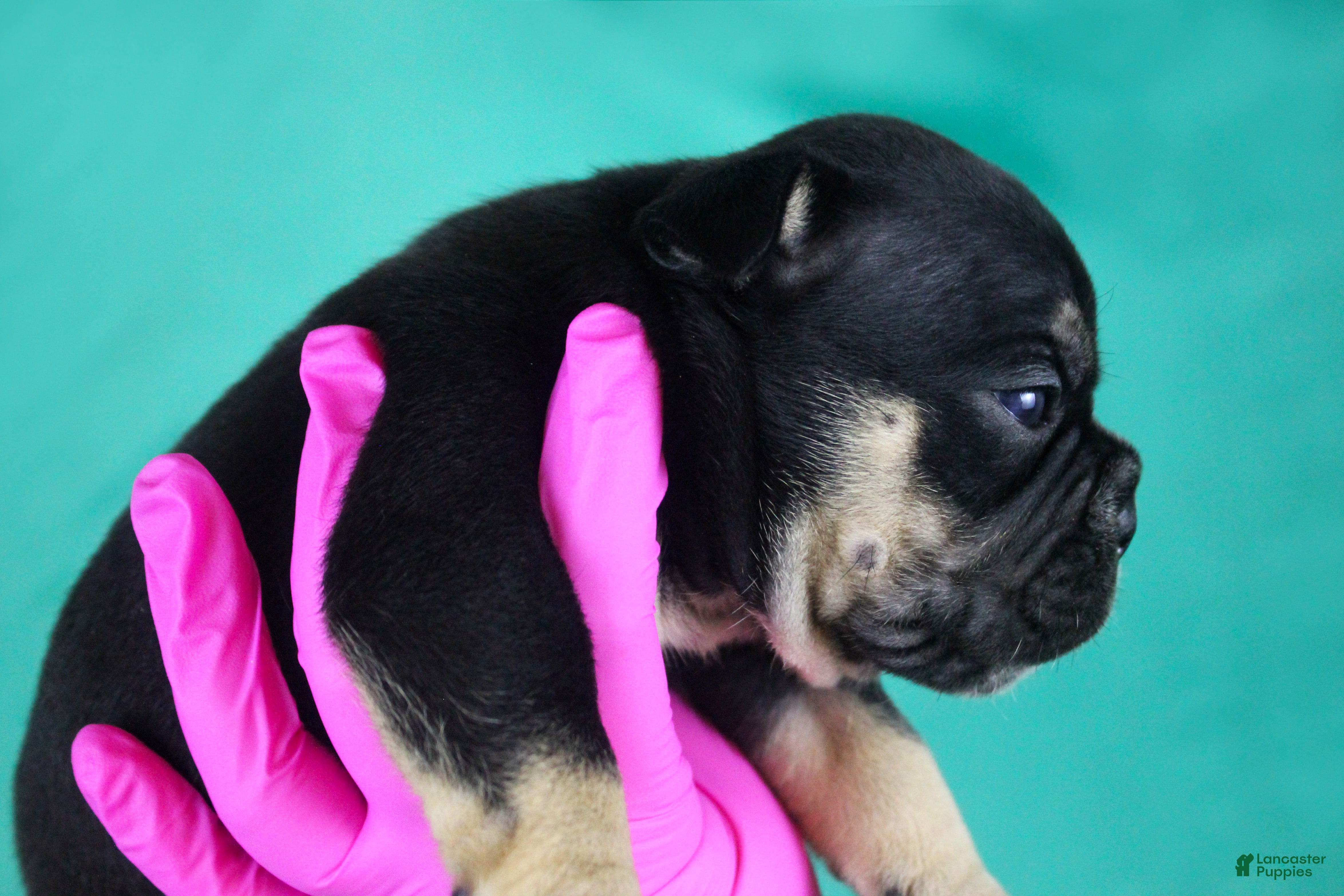 American Bully dogs Black Tri Female - Ad 1