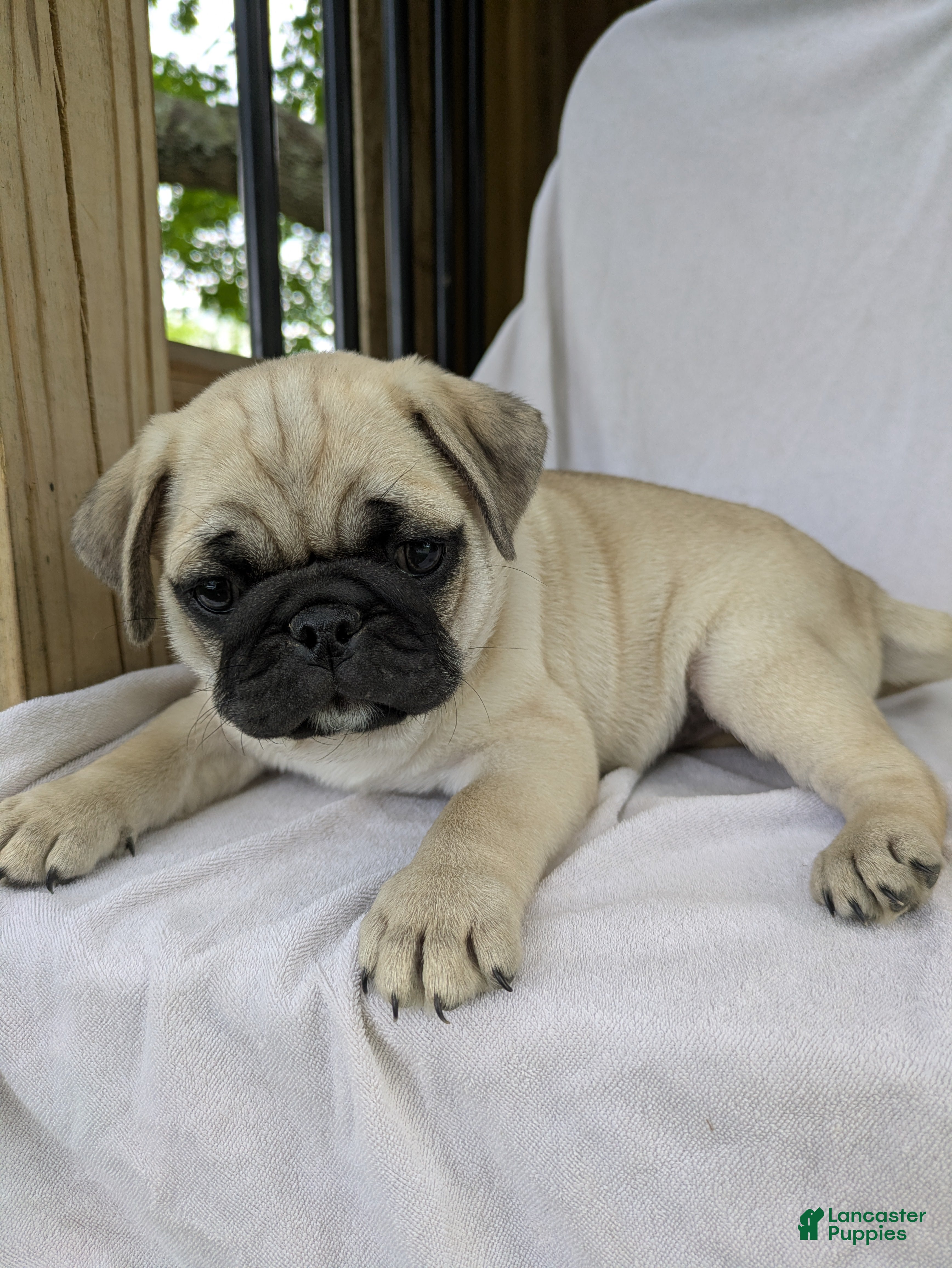Pug dogs Laker - Ad 1