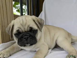 Pug dogs for sale: Laker - Ad 2