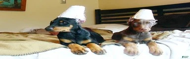 Doberman Pinscher 3