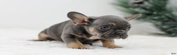 French Bulldog dogs for sale: Ivy - Ad 6