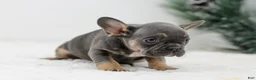 French Bulldog dogs for sale: Iris - Ad 10