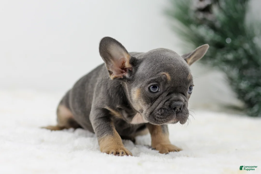 French Bulldog dogs for sale: Iris - Ad 10