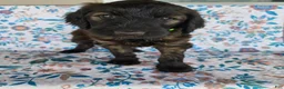 Goldendoodle dogs for sale: Green Girl - Ad 16