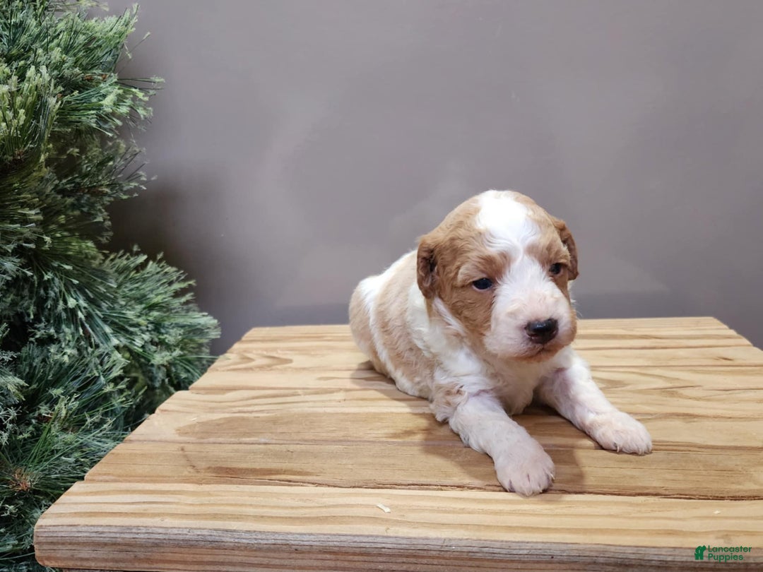 Mini Goldendoodle dogs for sale: Oma - Ad 15