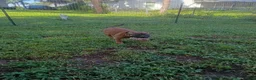 Mixed Breed dogs for sale: Mixed Breed 3 - Ad 2