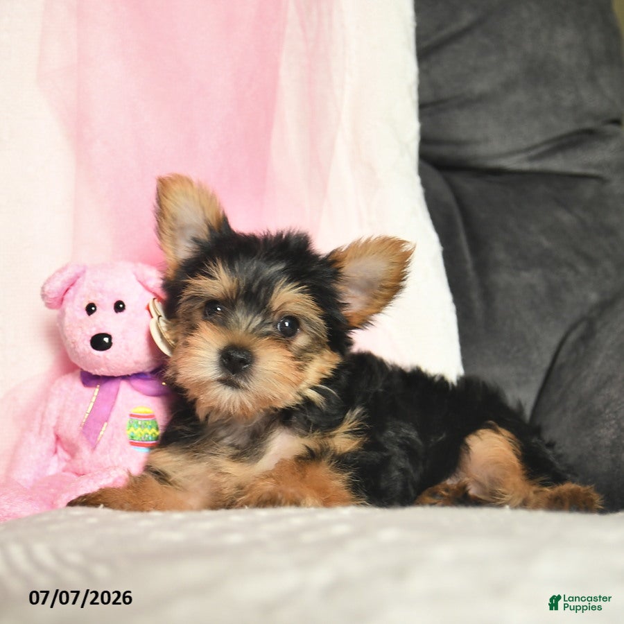 Yorkshire Terrier dogs Loretta  - Ad 2
