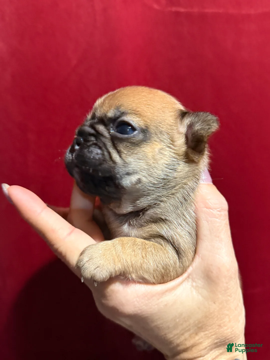 French Bulldog dogs for sale: French Bulldog Puppy 3 - Ad 13