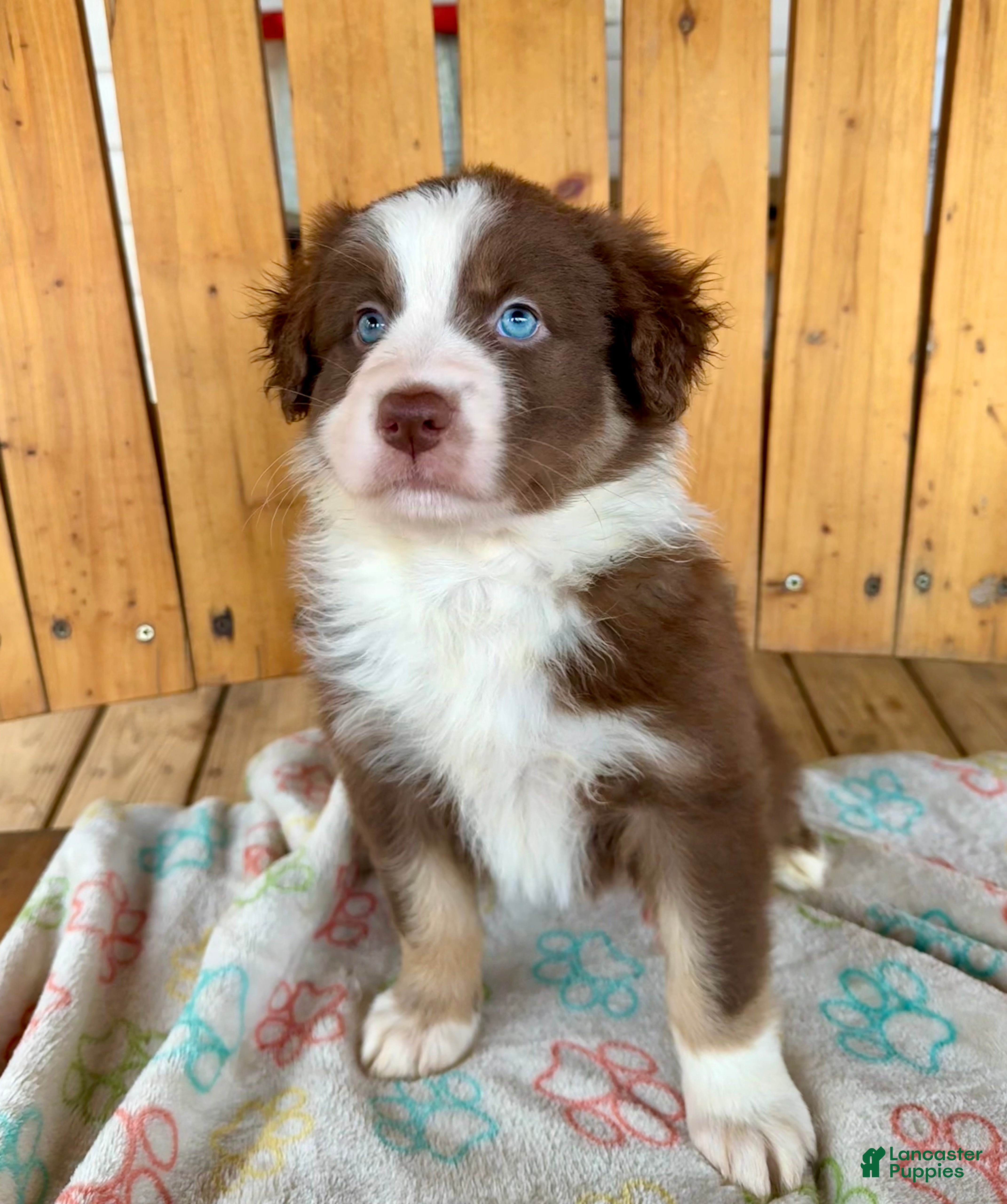 Australian Shepherd dogs Valentine - Ad 2