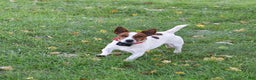 Jack Russell Terrier dogs for sale: Vivian - Ad 8