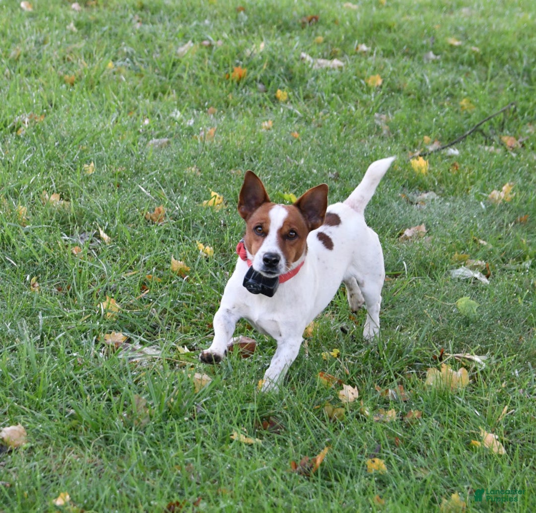 Jack Russell Terrier dogs for sale: Vivian - Ad 8