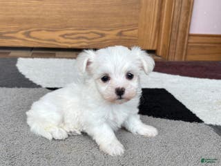 Coton De Tulear dogs Nadine - Ad 7