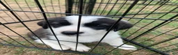 Mixed Breed dogs for sale: Gizmo - Ad 1