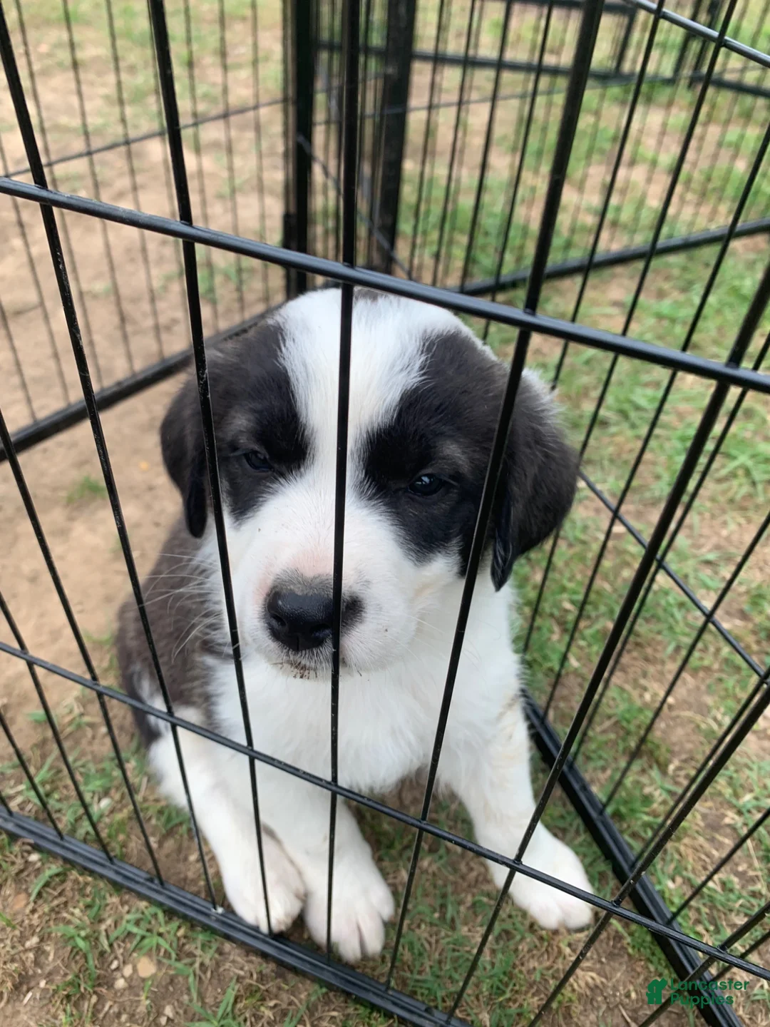 Mixed Breed dogs for sale: Gizmo - Ad 1