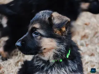 German Shepherd dogs German Shepherd Puppy 6 - Ad 17