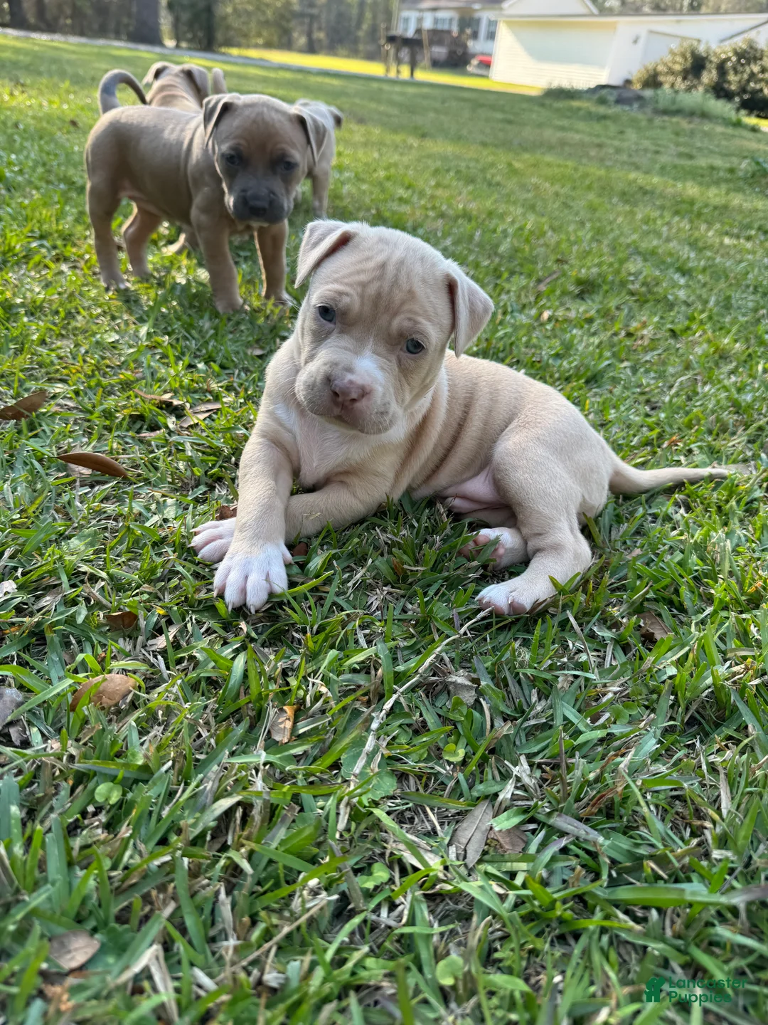 American Pit Bull Terrier dogs for sale: John Snow - Ad 2