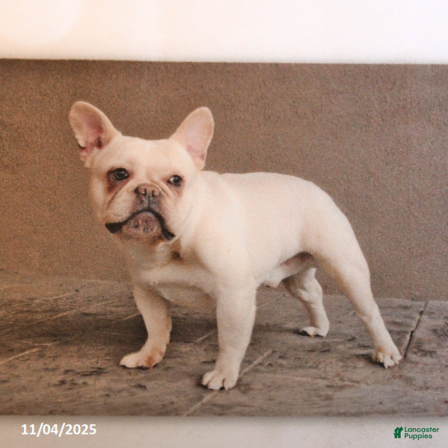 French Bulldog dogs Gold Chip - Ad 5