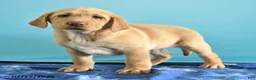 Labrador Retriever dogs for sale: Gunner - Ad 3