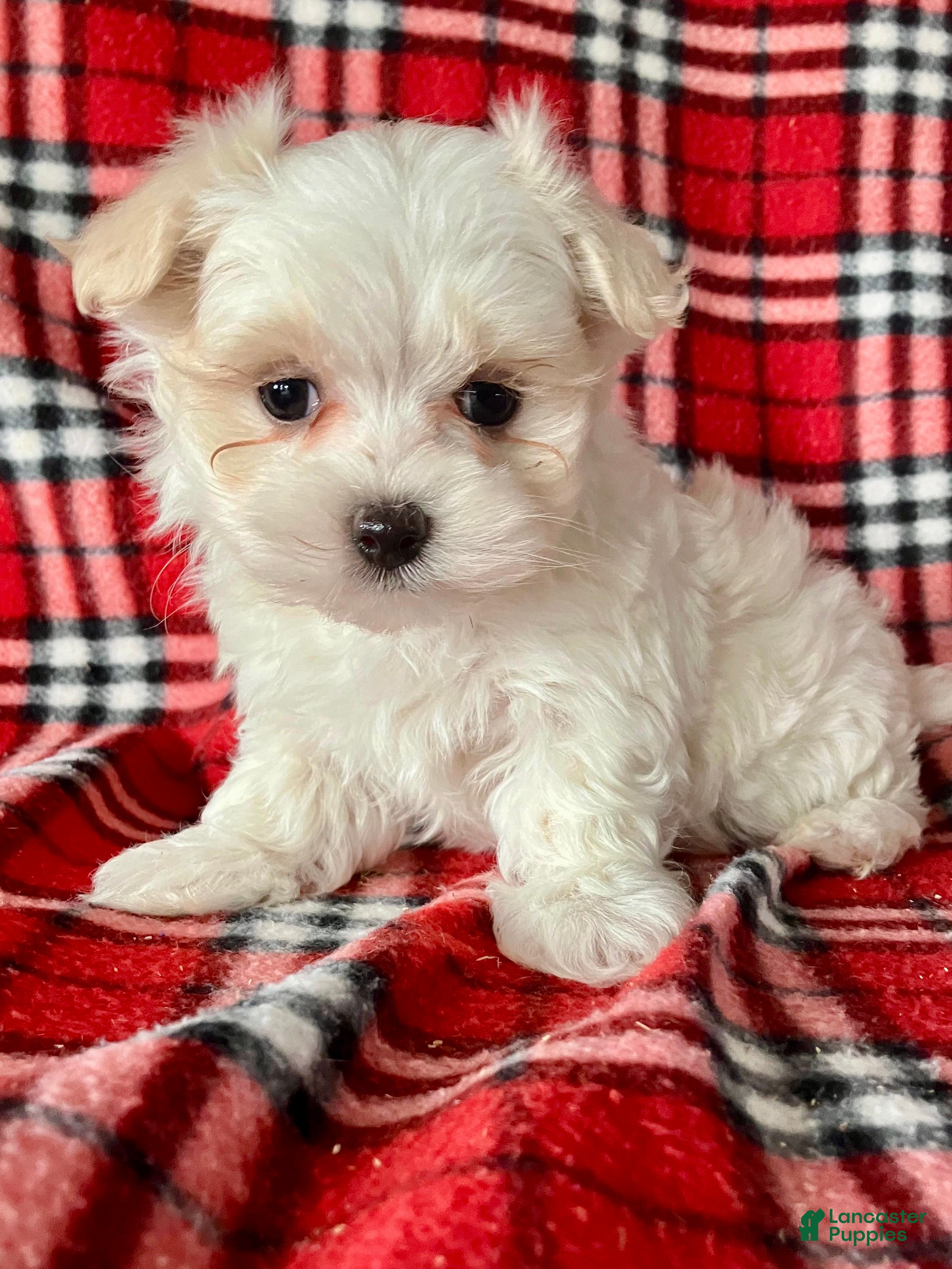 Maltese dogs Benji - Ad 2