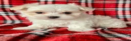 Maltese dogs for sale: Benji - Ad 2