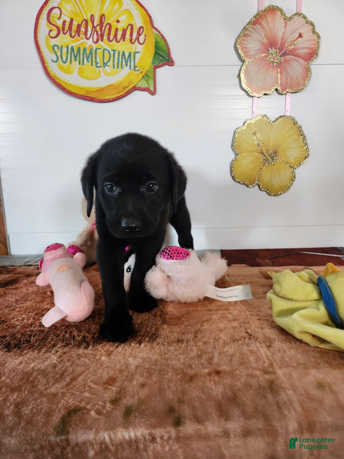 Labrador Retriever dogs Lucy - Ad 1