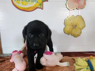 Labrador Retriever dogs for sale: Lucy - Ad 2