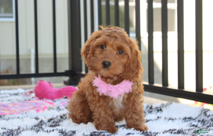 Cockapoo dogs Lily - Ad 1