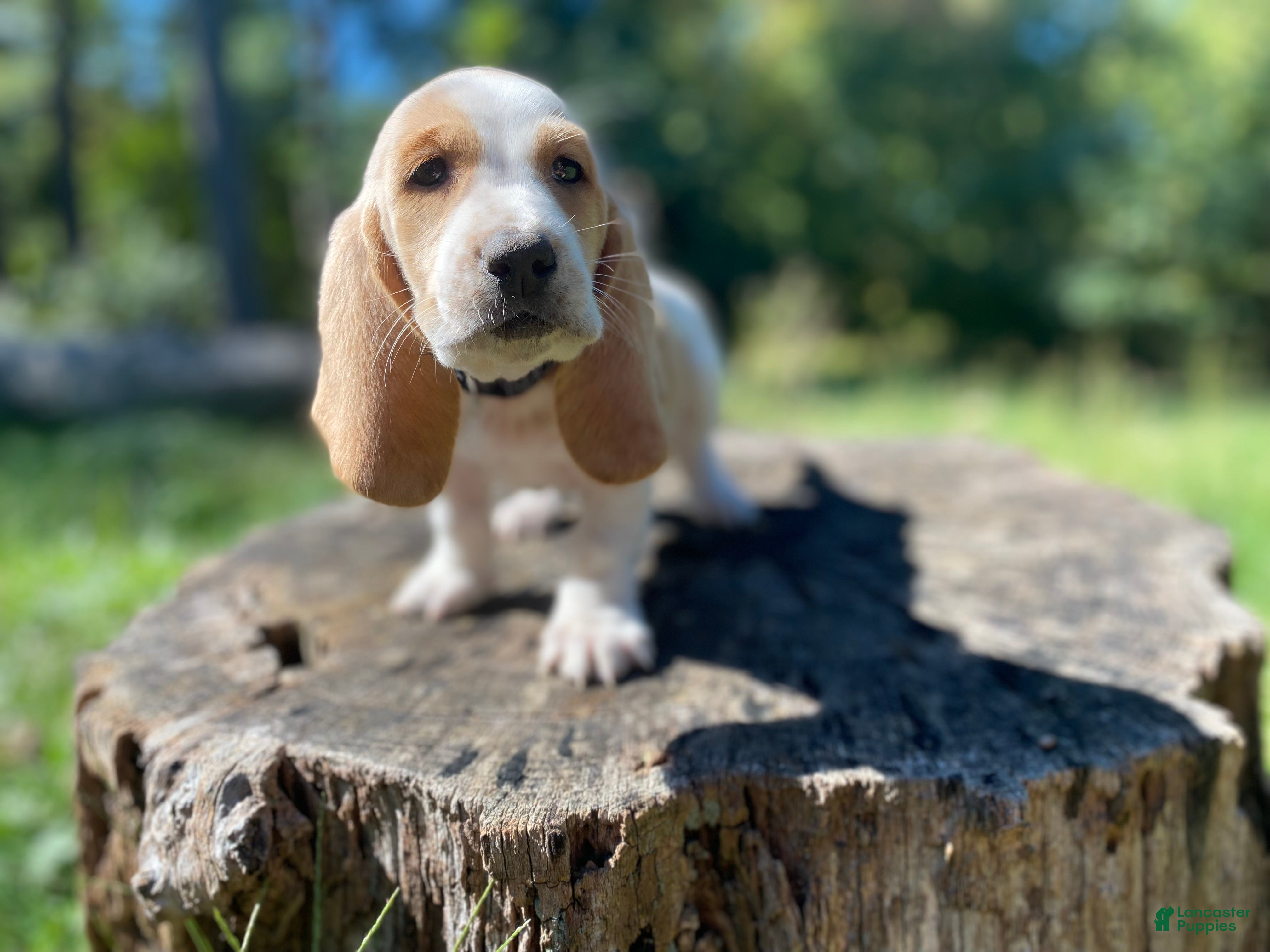 Basset Hound dogs Wrangler - Ad 2