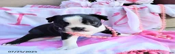 Boston Terrier dogs for sale: Roselyn - Ad 15