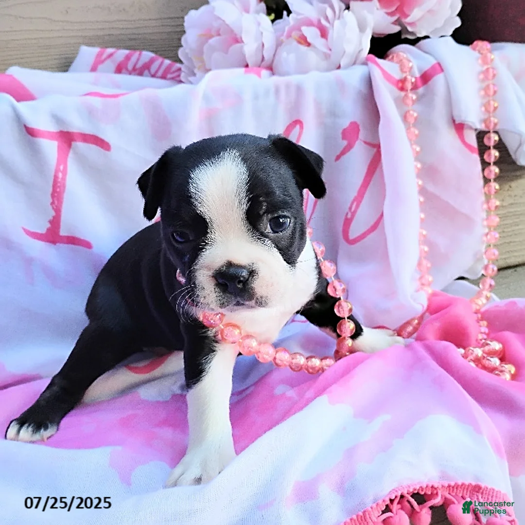 Boston Terrier dogs for sale: Roselyn - Ad 15