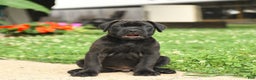 Cane Corso dogs for sale: Rockford - Ad 12