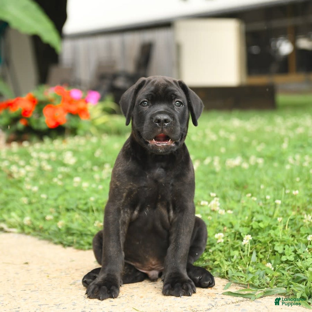 Cane Corso dogs for sale: Rockford - Ad 12