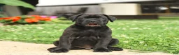 Cane Corso dogs for sale: Rockford - Ad 17