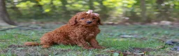 Goldendoodle dogs for sale: Allie - Ad 6