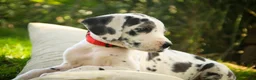 Great Dane dogs for sale: Blake Great Dane  - Ad 18