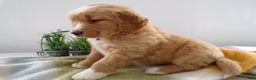 Goldador dogs for sale: Goldador Puppy 6 Moose - Ad 2