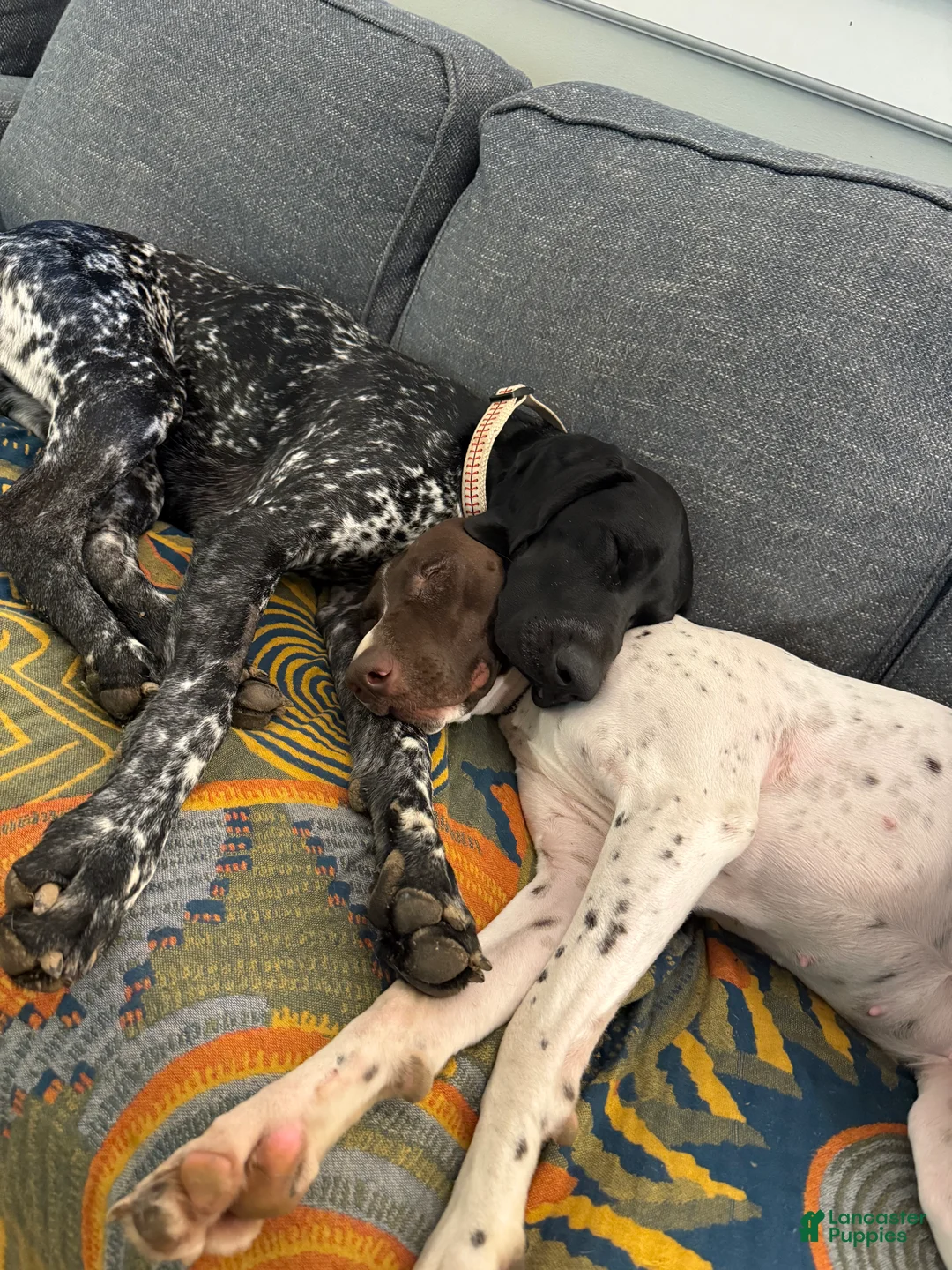 German Shorthaired Pointer dogs for sale: German Shorthaired Pointer  - Ad 2