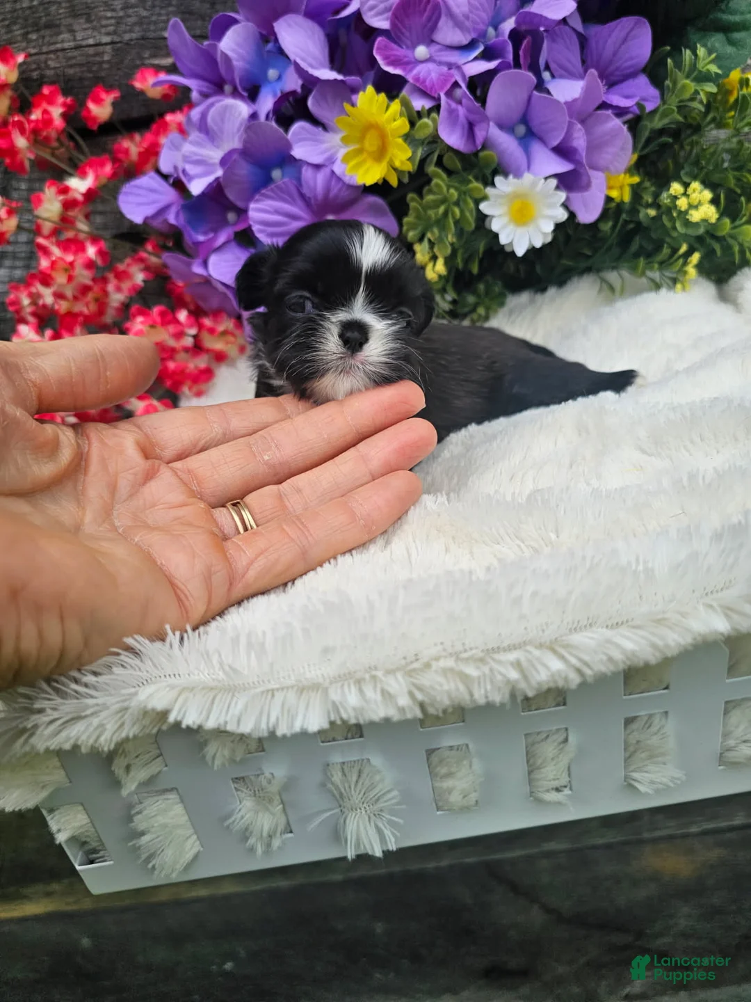 Shih Tzu dogs for sale: Willow - Ad 4