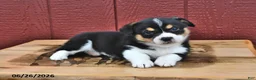 Welsh Corgi Pembroke dogs for sale: Jasper - Ad 1