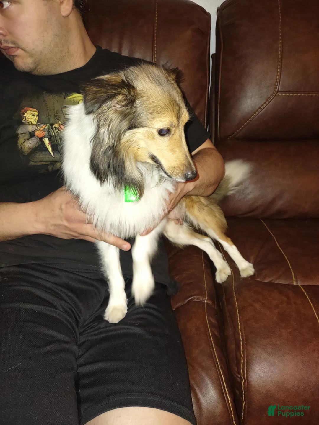 Shetland Sheepdog dogs for sale: Jake - Ad 10