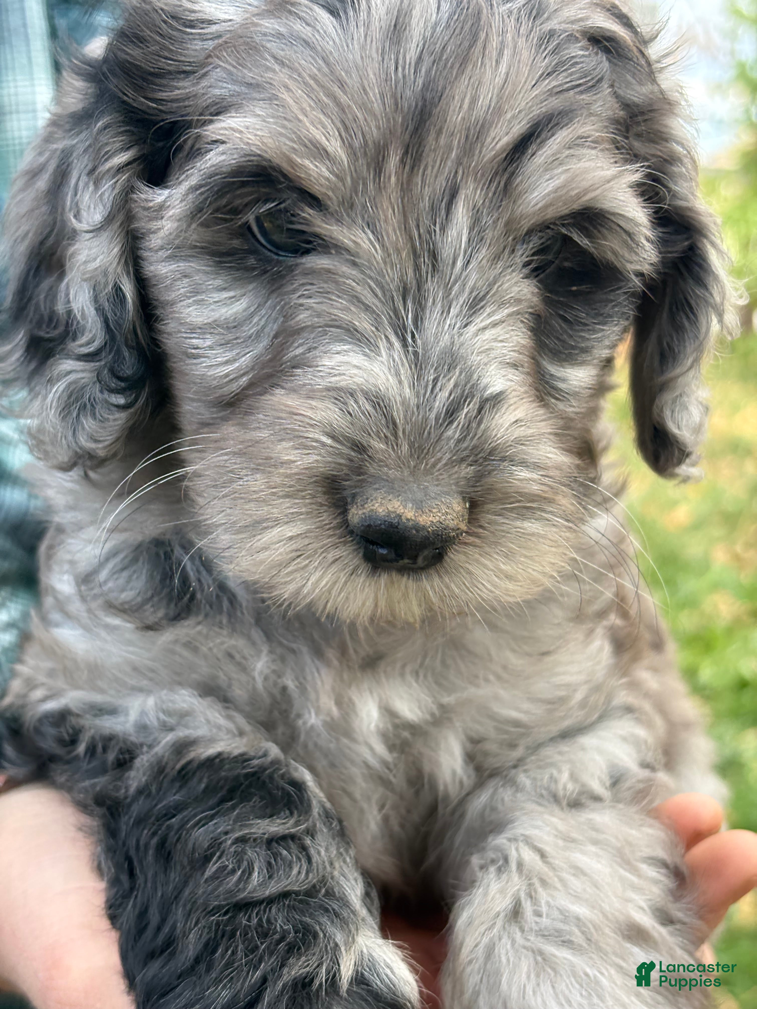 Mixed Breed dogs for sale: Anna – Blue Merle Female Mini Bernedoodle | Sweet Personality | 25–30 lbs - Ad 2