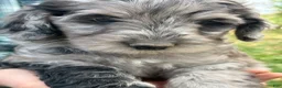 Mixed Breed dogs for sale: Anna – Blue Merle Female Mini Bernedoodle | Sweet Personality | 25–30 lbs - Ad 2