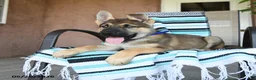German Shepherd dogs for sale: Gerald - Ad 4