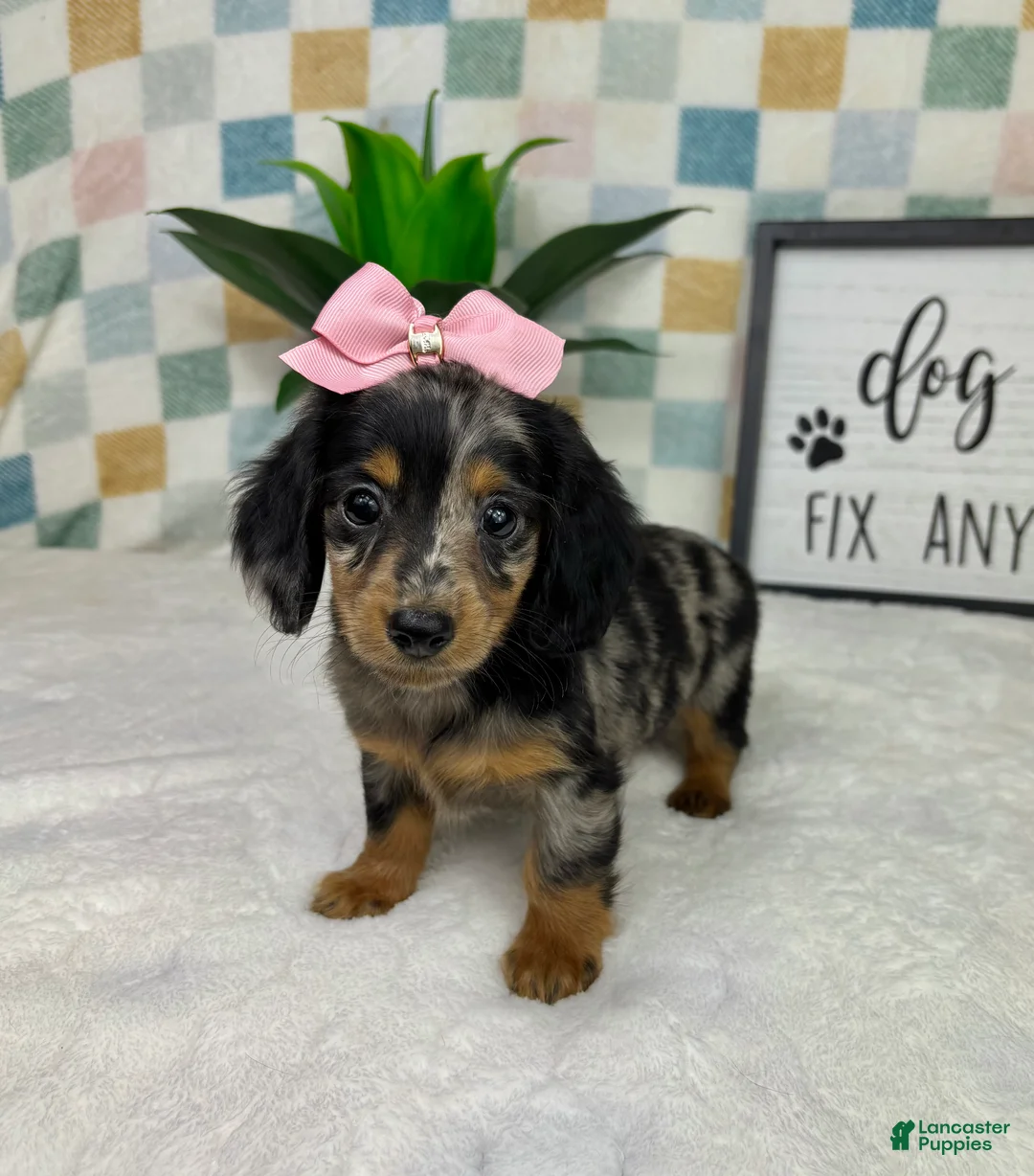 Miniature Dachshund dogs for sale: Dior - Ad 7